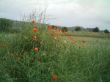 florsc0016.JPG